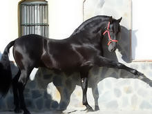 HS~caballo chamán 950